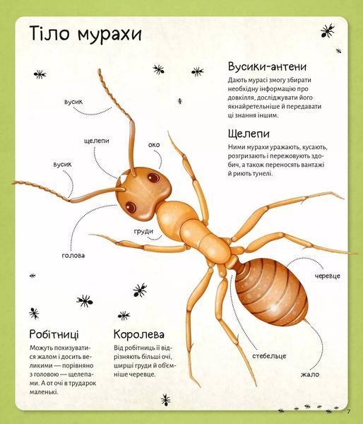 Книга &laquo;Світ мурах&raquo; Книга &laquo;Світ мурах&raquo; фото