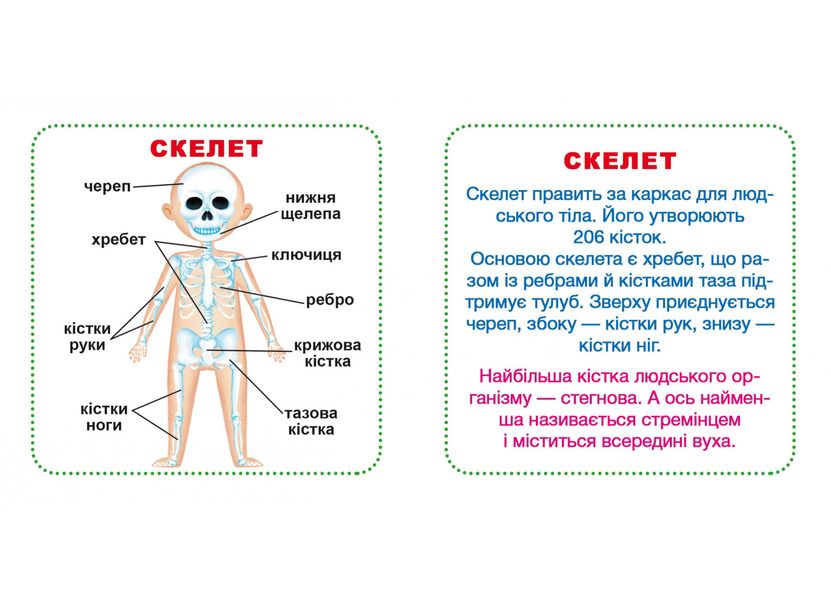 Розумні картки. Моє тіло Розумні картки. Моє тіло фото