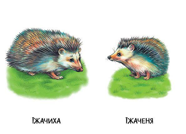Книга "22 картинки: Мами і дитинчата" Книга "22 картинки: Мами і дитинчата" фото