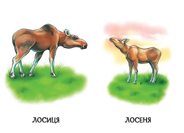 Книга "22 картинки: Мами і дитинчата" Книга "22 картинки: Мами і дитинчата" фото