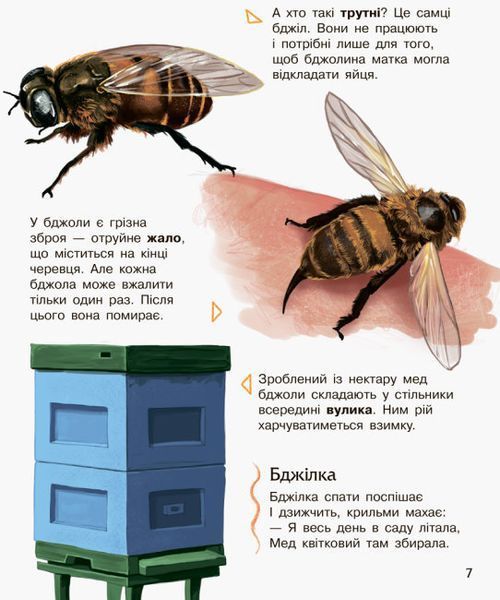 Екциклопедія дошкільника (нова). Комахи Екциклопедія дошкільника (нова). Комахи фото