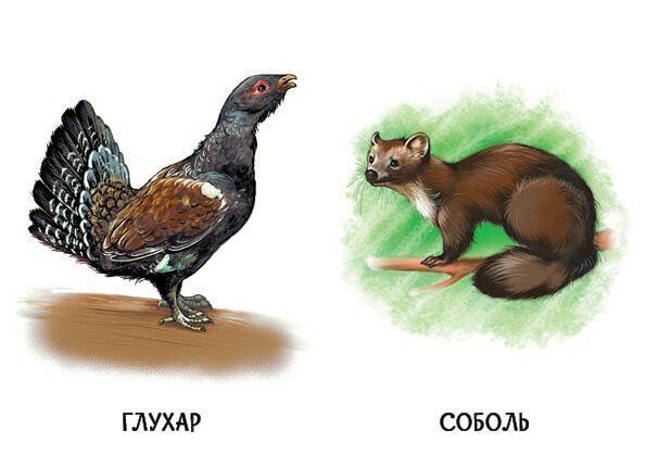 Книга "22 картинки: Улюблені тварини" Книга "22 картинки: Улюблені тварини" фото