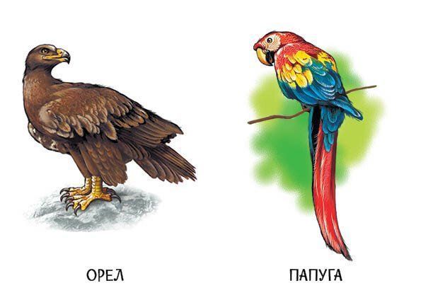 Книга "22 картинки: Улюблені тварини" Книга "22 картинки: Улюблені тварини" фото