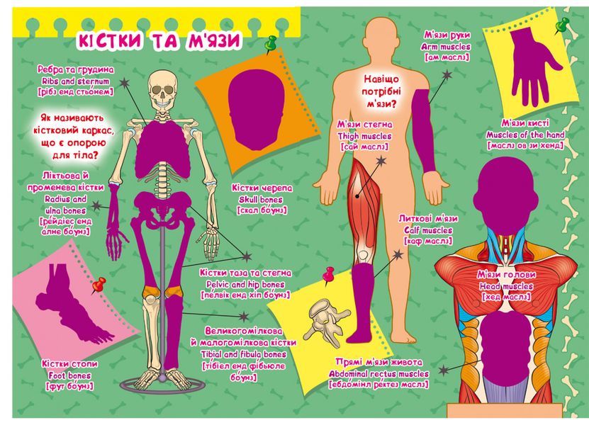 Розвивальні наліпки.Розумні завдання. Тіло людини Розвивальні наліпки.Розумні завдання. Тіло людини фото