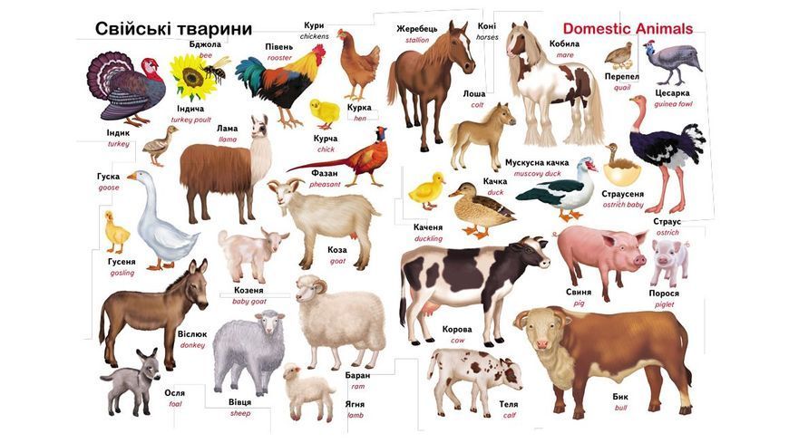 Книга "Перший словник малюка" Книга "Перший словник малюка" фото