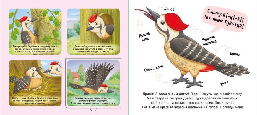 Книга "Познайомся і погладь. Лісові тварини" Книга "Познайомся і погладь. Лісові тварини" фото