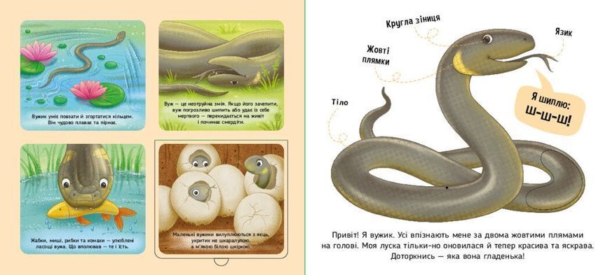 Книга "Познайомся і погладь. Лісові тварини" Книга "Познайомся і погладь. Лісові тварини" фото