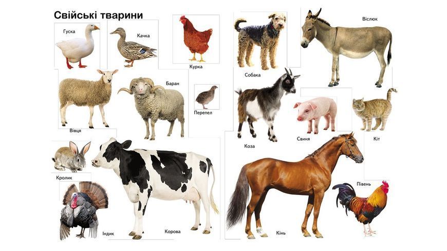Книга "Перші знання малюка" Книга "Перші знання малюка" фото